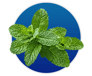 Synaptigen- Peppermint Extract